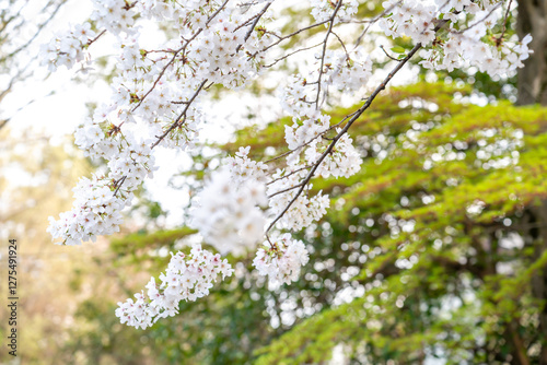 桜, 桜フォト, 桜写真, 桜のある暮らし, 桜と犬, 桜とペット, 桜とわんこ, 桜ロケーション撮影