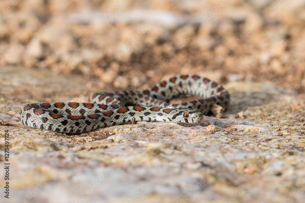 Leopard snake, or European Ratsnake, Zamenis situla, known as a Lifgha in Maltese. Found in Malta. Leopard snake, or European Ratsnake, Zamenis situla, known as a Lifgha in Maltese. Found in Malta.