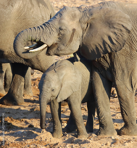 Afrikanischer Elefant / African elephant / Loxodonta africana