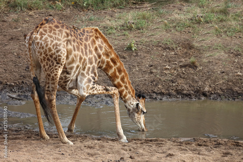 Photography Giraffe / Giraffe / Giraffa camelopardalis