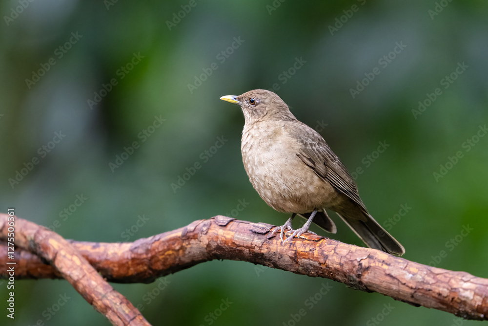 The clay-colored thrush, Turdus grayi, is the national bird of Costa Rica The clay-colored thrush, Turdus grayi, is the national bird of Costa Rica