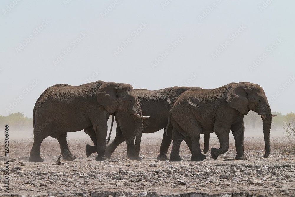 Fototapeta premium Elefanten im Etosha Gebiet im Norden Namibias