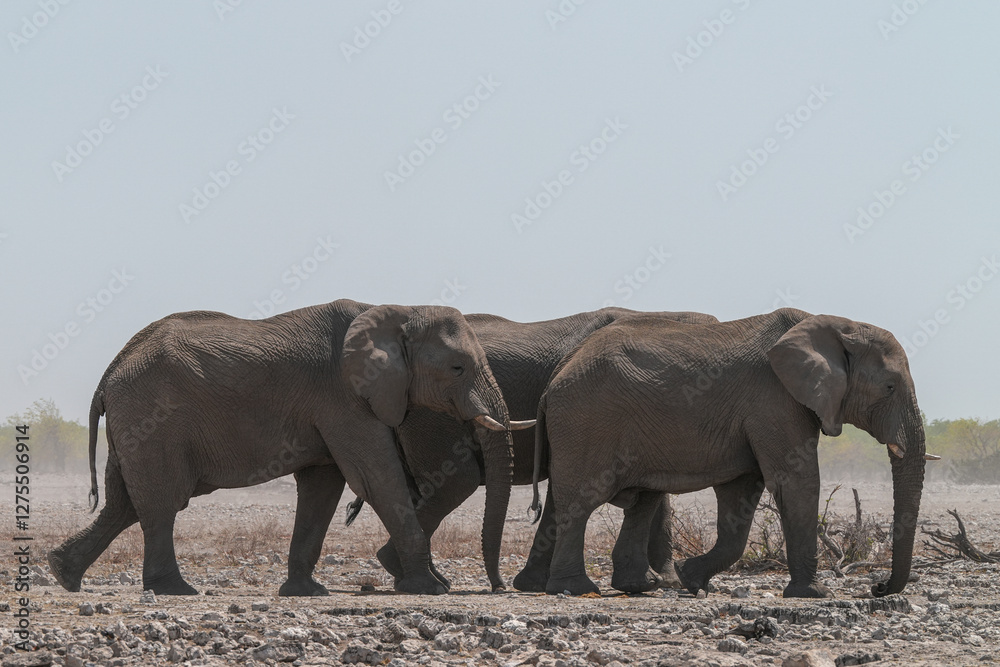 Fototapeta premium Elefanten im Etosha Gebiet im Norden Namibias