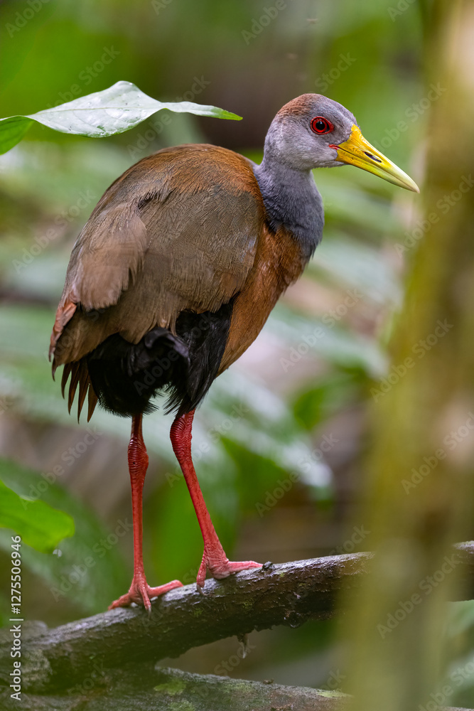 Fototapeta premium The grey-cowled wood rail or grey-necked wood rail, Aramides cajaneus