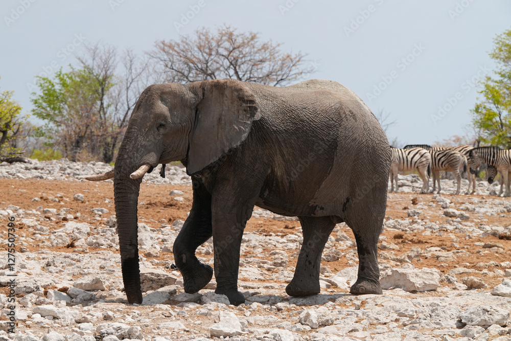 Fototapeta premium Elefant im Etosha-Gebiet bei einem Wasserloch