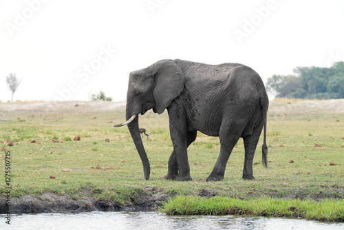 Elefant posiert in der namibischen Steppe photo