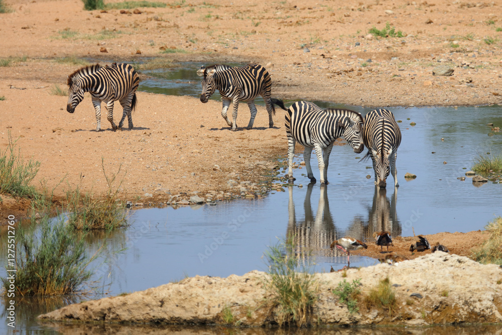 Fototapeta premium Steppenzebra / Burchell's zebra / Equus quagga burchellii