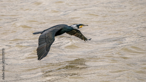 Fényképezés Great cormorant flying low over the Rhone River