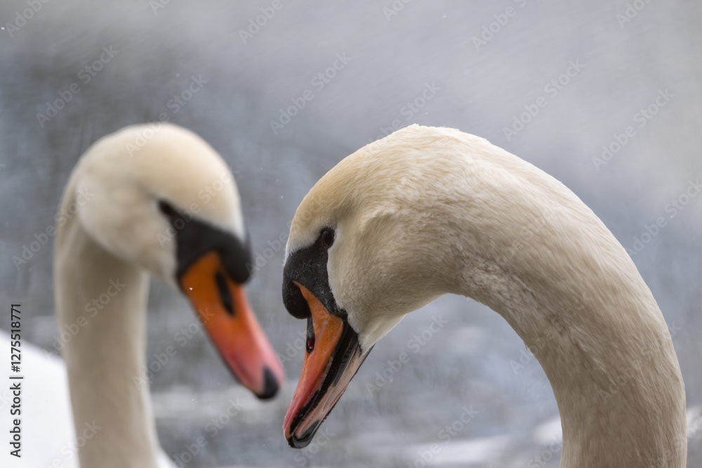 Ein Schwanenpaar, anmutig, elegant und schön