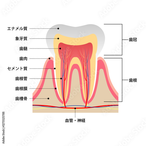 リアルなタッチの歯の断面図と構造説明のイラスト