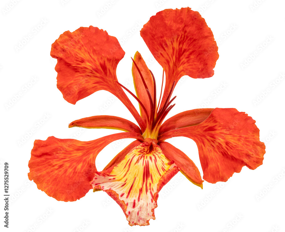Flower fence or Peacock's crest flower on white background, Pride of Barbado orange flower isolate on white background. Flower fence or Peacock's crest flower on white background, Pride of Barbado orange flower isolate on white background.