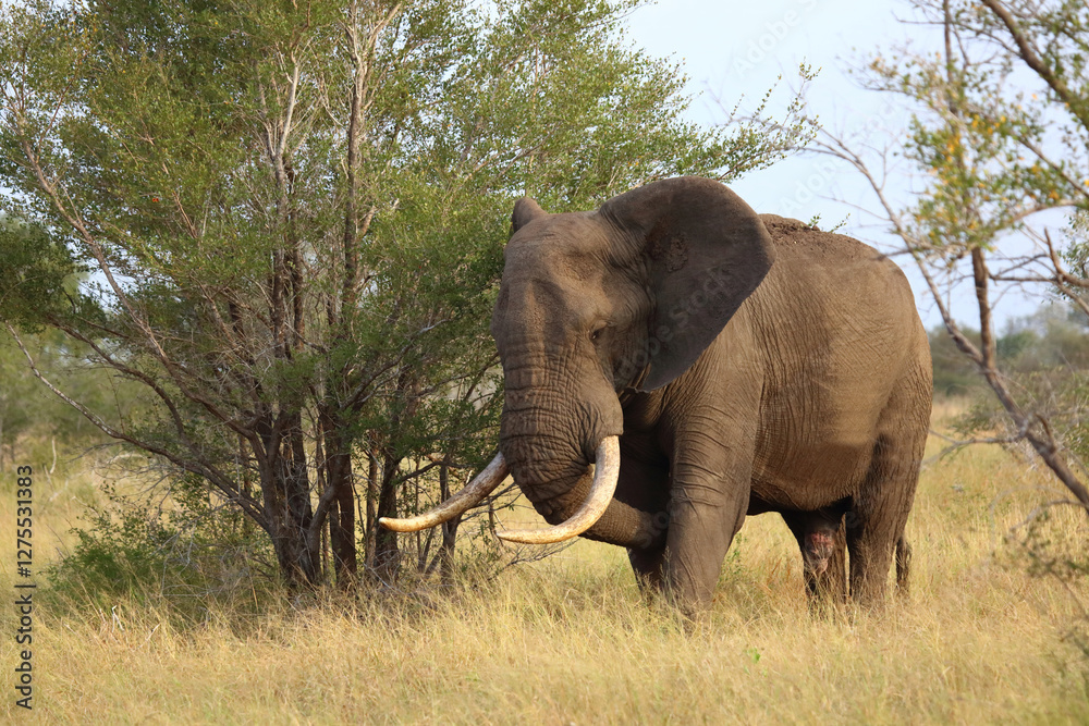 Fototapeta premium Afrikanischer Elefant / African elephant / Loxodonta africana..