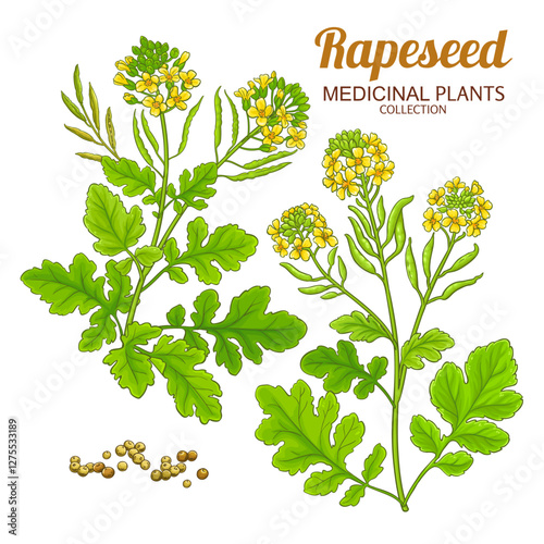 Rapeseed Plant with Flowers and Leaves Colored Detailed Illustration. Essential oil ingredient for aromatherapy, health care, alternative medicine. Vector isolated for design or decoration.