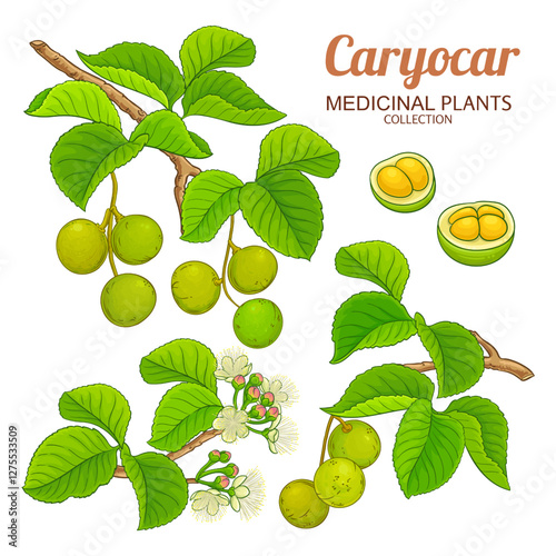 Caryocar Branch with Flowers, Nuts and Leaves Colored Detailed Illustration. Organic natural nutritional healthy food ingredient, vegetarian diet product. Vector isolated for design or decoration.