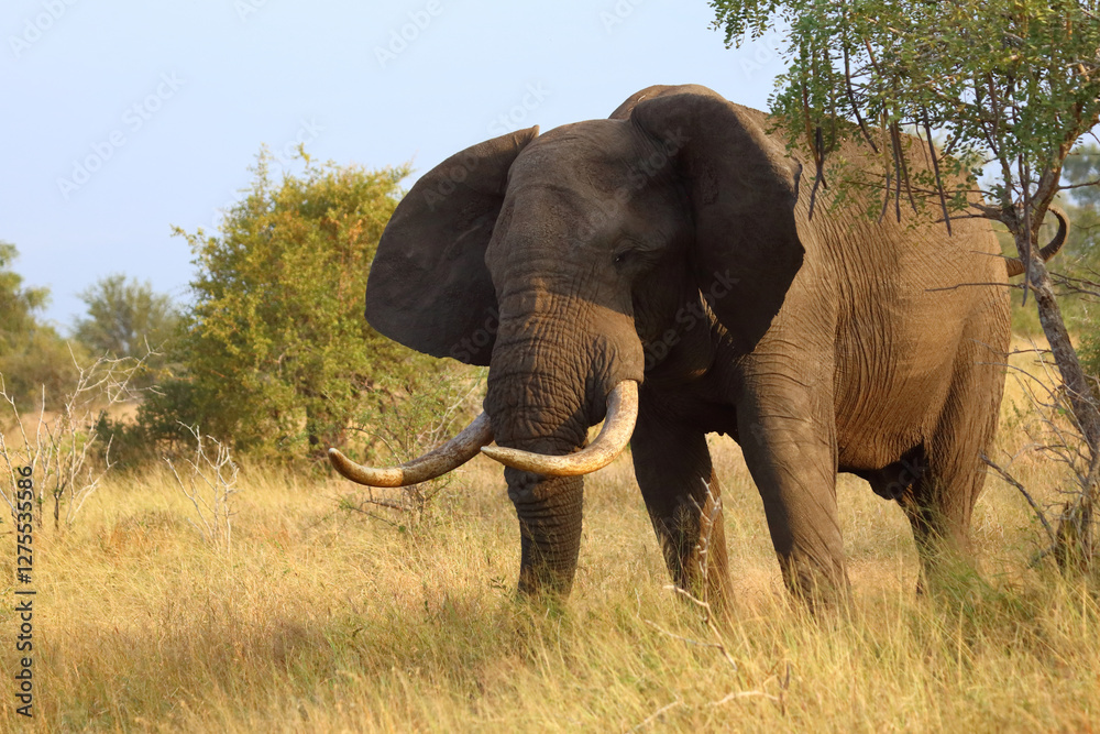 Obraz premium Afrikanischer Elefant / African elephant / Loxodonta africana..