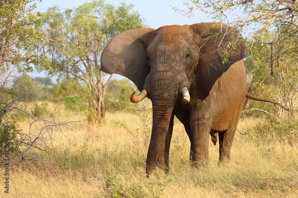 Obraz premium Afrikanischer Elefant / African elephant / Loxodonta africana