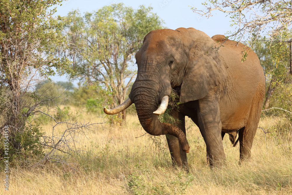 Fototapeta premium Afrikanischer Elefant / African elephant / Loxodonta africana