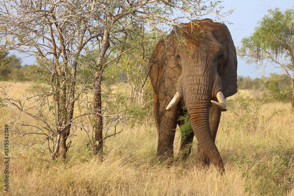 Obraz premium Afrikanischer Elefant / African elephant / Loxodonta africana..