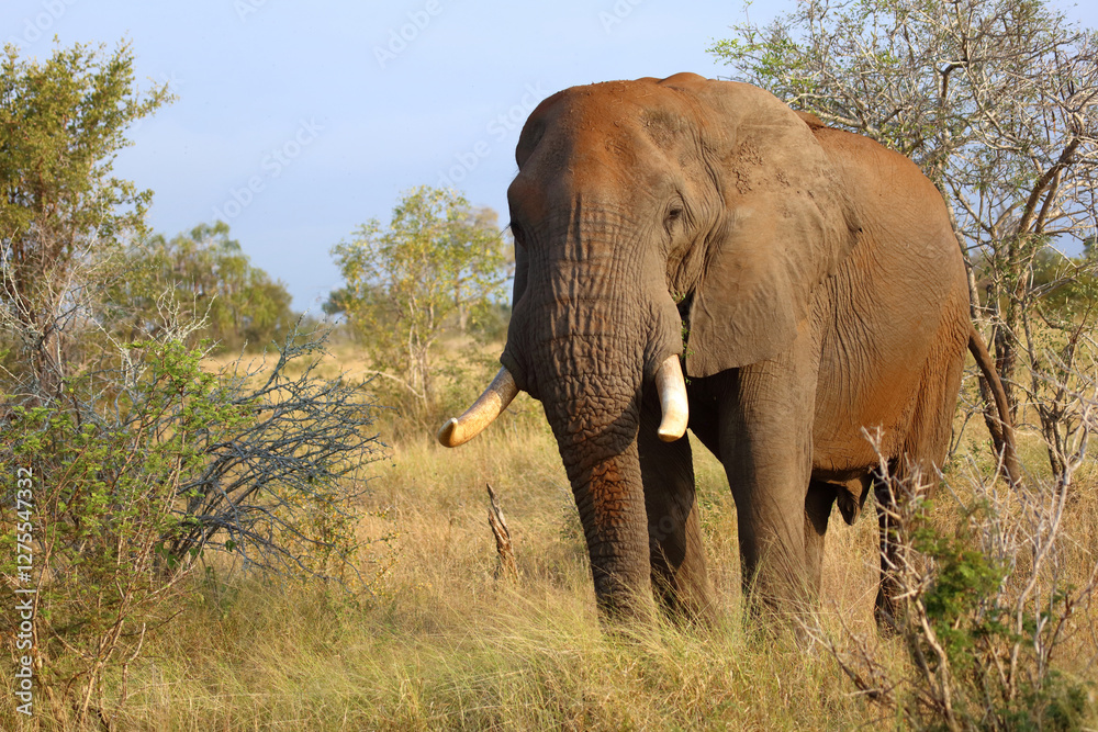 Fototapeta premium Afrikanischer Elefant / African elephant / Loxodonta africana..
