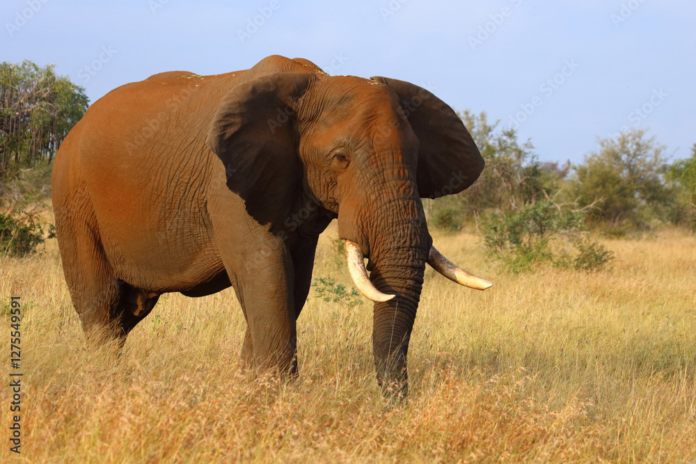 Fototapeta premium Afrikanischer Elefant / African elephant / Loxodonta africana..