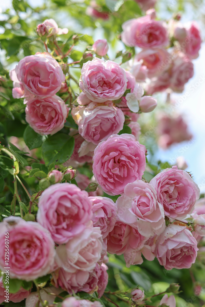 Obraz premium Relaxing cottage garden scene showing beautiful english climbing roses in summer sunshine. 