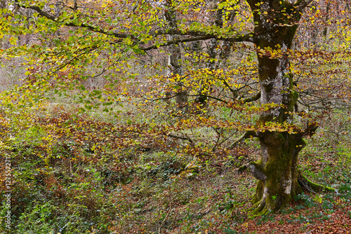 Autumn landscape with moss vegetation. Salto del Nervion Burgos. Spain