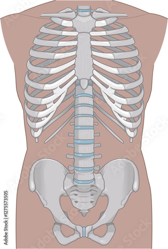 人体の骨、human body skeleton