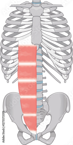 腹直筋のイラスト・Rectus abdominis illustration