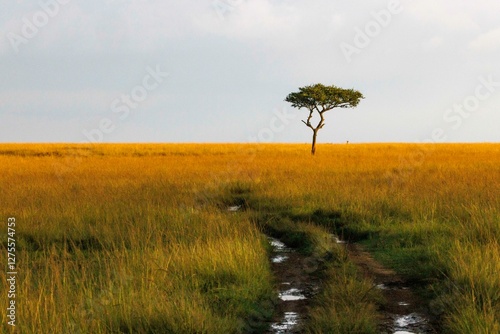 A desert date tree in Kenya's Masai Mara National Reserve. photo