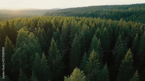 Discover the Lush Green Canopy: Aerial Top - Down of Finnish Rural Forest in Summer