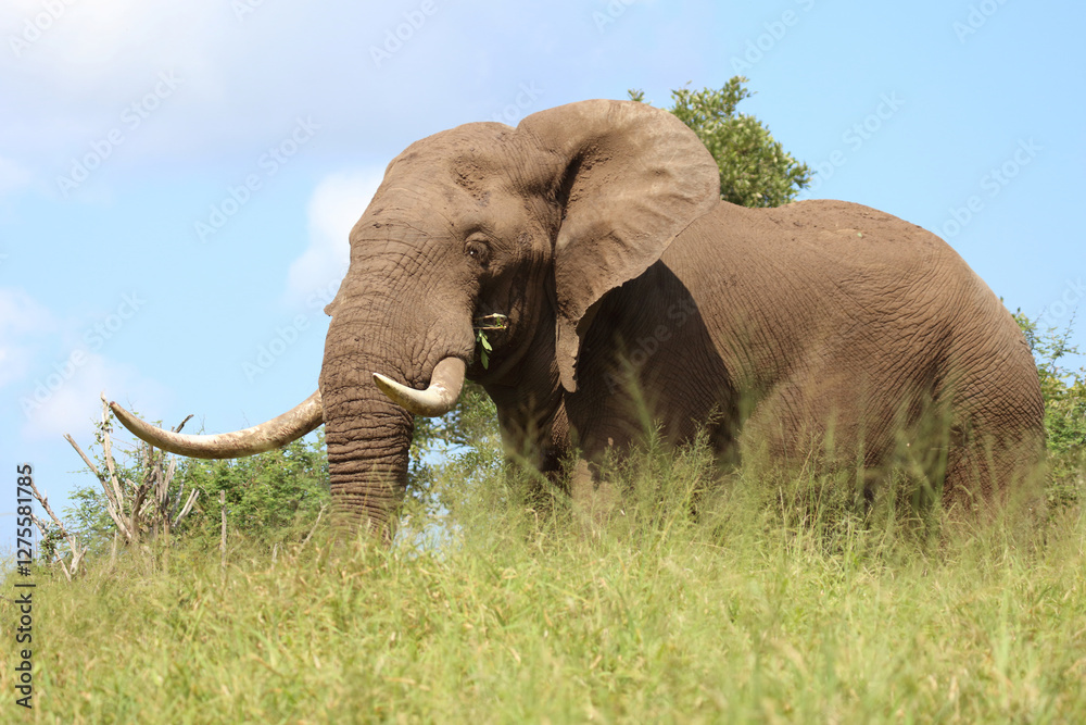 Fototapeta premium Afrikanischer Elefant / African elephant / Loxodonta africana..