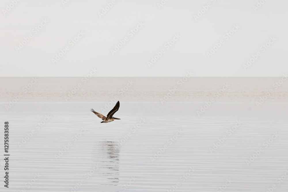 Fototapeta premium Campeche pelican