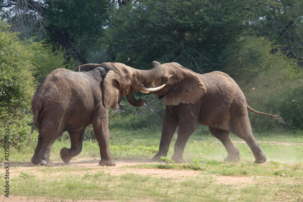 Fototapeta premium Afrikanischer Elefant / African elephant / Loxodonta africana.