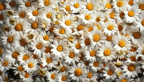 A wall of white American daisy background