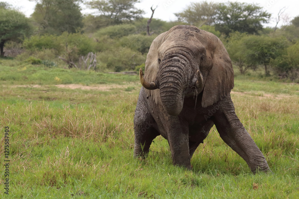 Fototapeta premium Afrikanischer Elefant im Schlamm / African elephant in the mud / Loxodonta africana