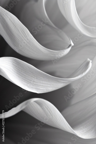 Minimalist Macro Photo of Flowing Floral Petals – Elegant Monochrome Art