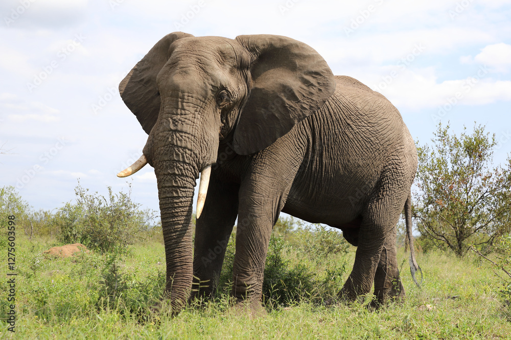Fototapeta premium Afrikanischer Elefant / African elephant / Loxodonta africana