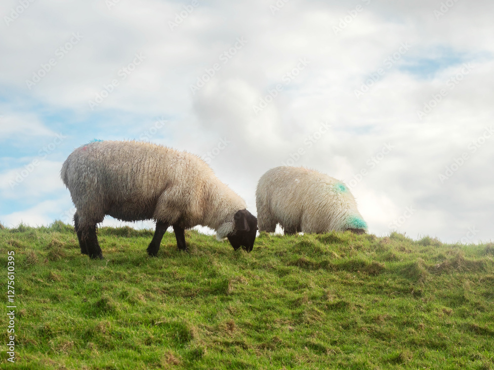 Wool sheep grazing on a hillside. The sky is cloudy and the grass is green. The sheep are eating grass and looking up at the sky. Agriculture and farming industry. Wool sheep grazing on a hillside. The sky is cloudy and the grass is green. The sheep are eating grass and looking up at the sky. Agriculture and farming industry.