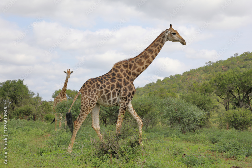 Obraz premium Giraffe / Giraffe / Giraffa camelopardalis