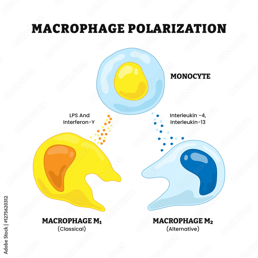 Naklejka premium Macrophage polarization process, labeled t cell, macrophage m2, m1, interleukin,interferon, lps Chronic inflammation. Metabolic reprogramming. Pro-inflammatory, Anti-inflammatory response.