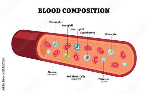 Blood composition diagram poster design, labeled Platelets, red blood (erythrocytes) and white blood cells (leukocytes), plasma. Biology education.