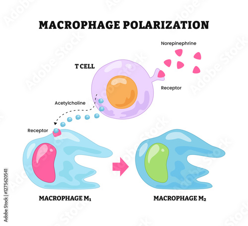Macrophage Polarization-02