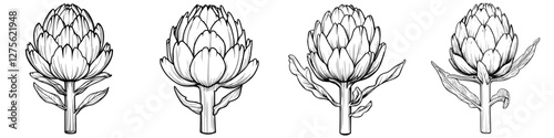Detailed illustration of artichoke stages showing growth and development with intricate botanical features