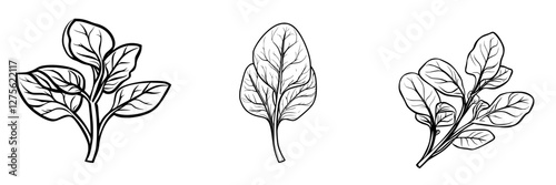 Detailed sketches of spinach leaves showcasing various shapes and textures in a botanical style