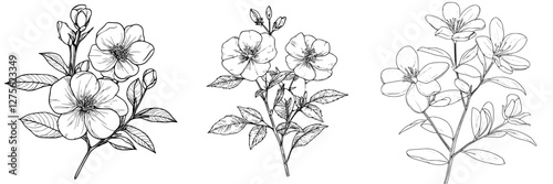 Detailed botanical sketches of flowering plants with leaves and blossoms in black and white