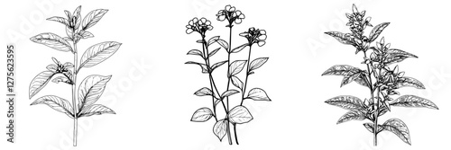 Detailed botanical illustrations showcasing three distinct plant species with intricate leaf and flower designs