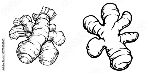 Ginger root illustrations showcasing different shapes and textures, ideal for culinary and health-related themes