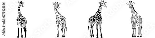 Giraffes standing gracefully in a minimalist black and white illustration showcasing their unique patterns and shapes