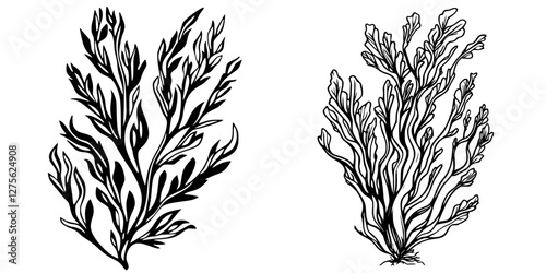 Detailed botanical illustration of seaweed species with intricate leaf patterns capturing natural forms and shapes