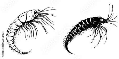 Detailed black and white illustrations of shrimp showcasing different species and anatomical features
